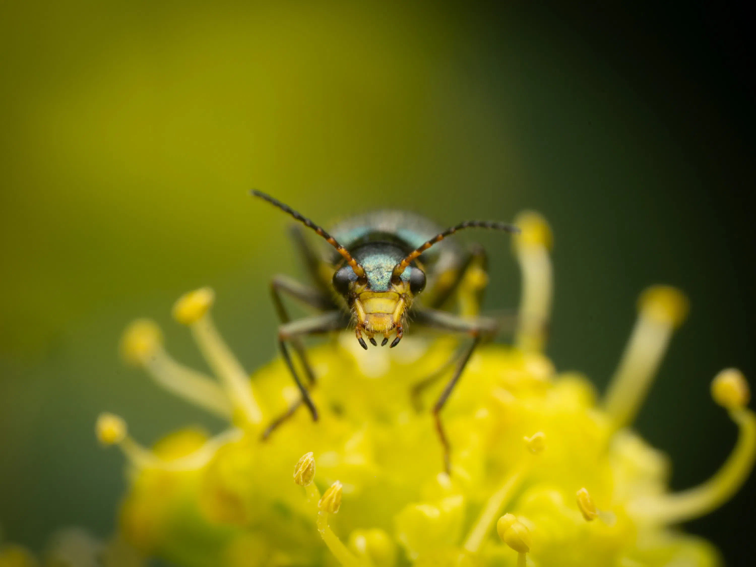 Clanoptilus elegans