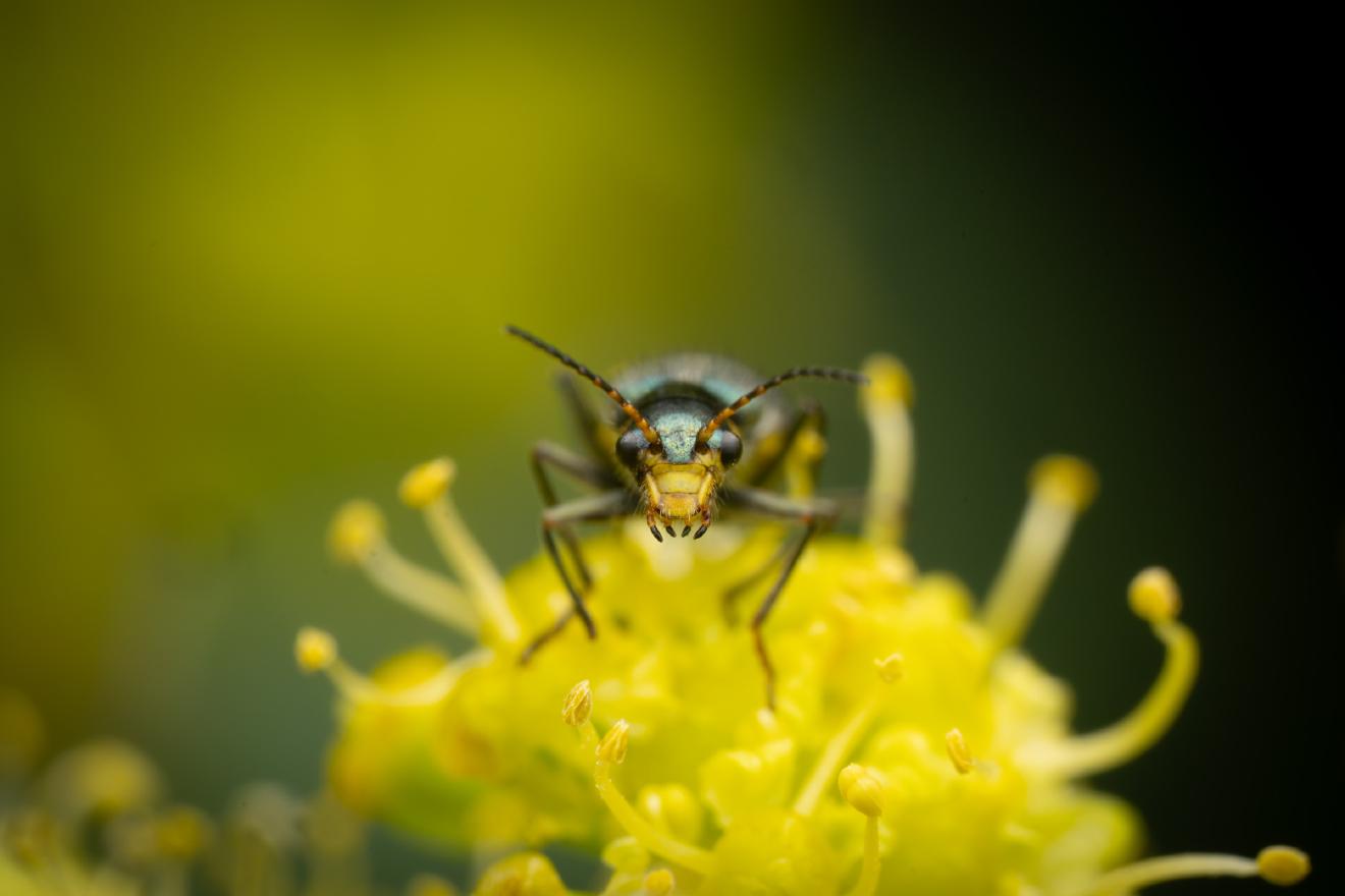 Gelbstirniger Warzenkäfer – No. 1