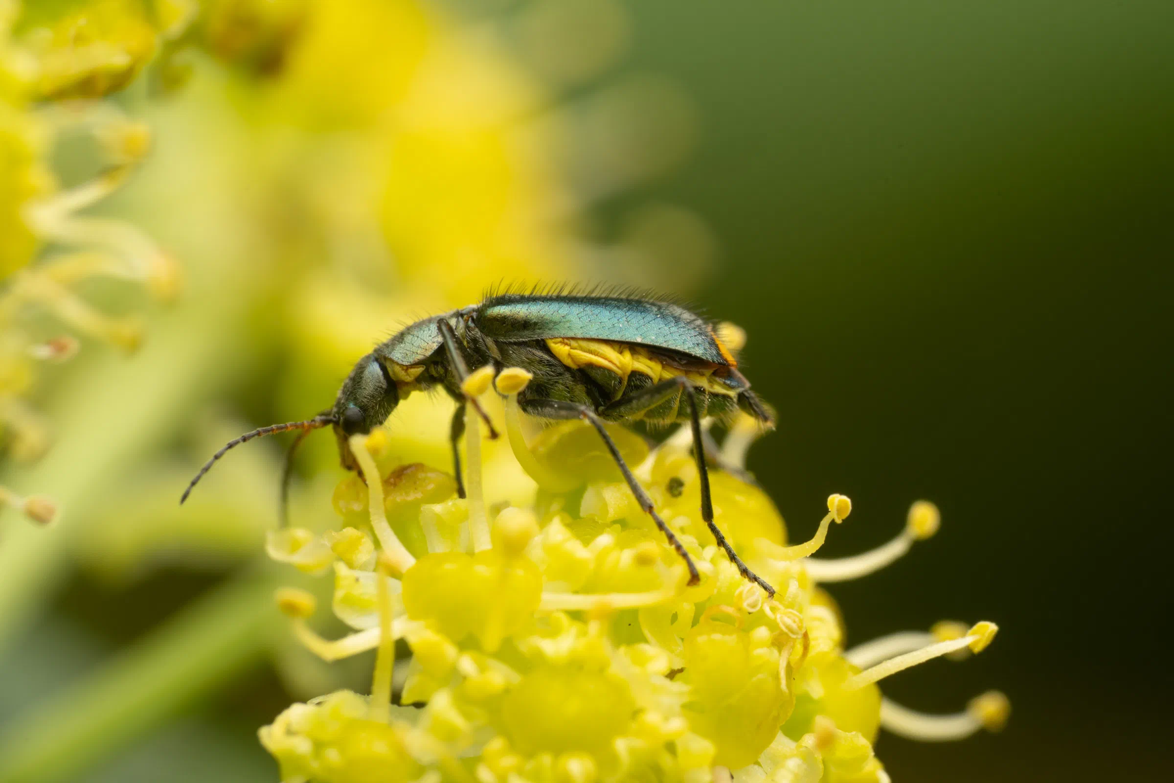 Gelbstirniger Warzenkäfer