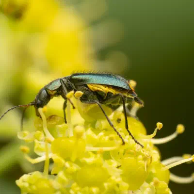 Gelbstirniger Warzenkäfer