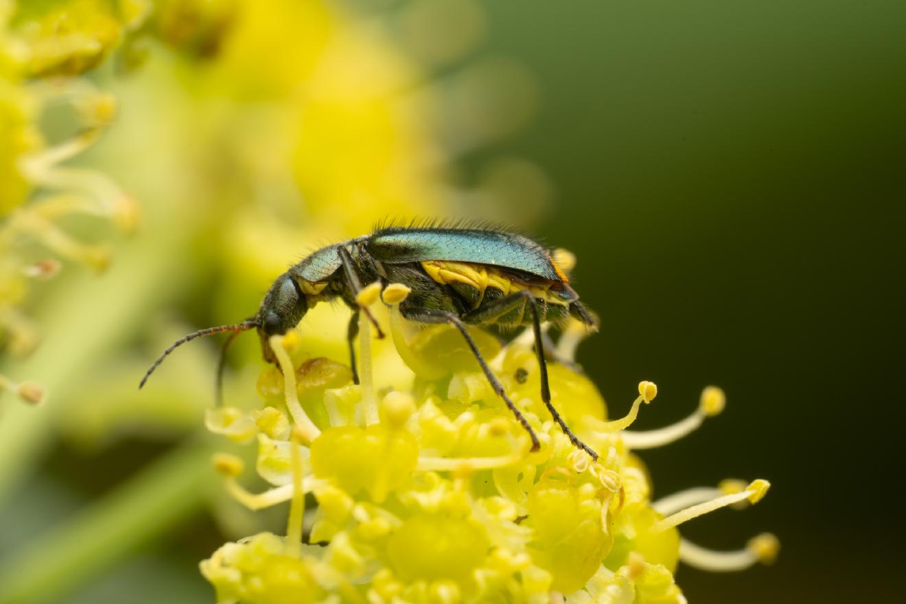 Gelbstirniger Warzenkäfer – No. 2