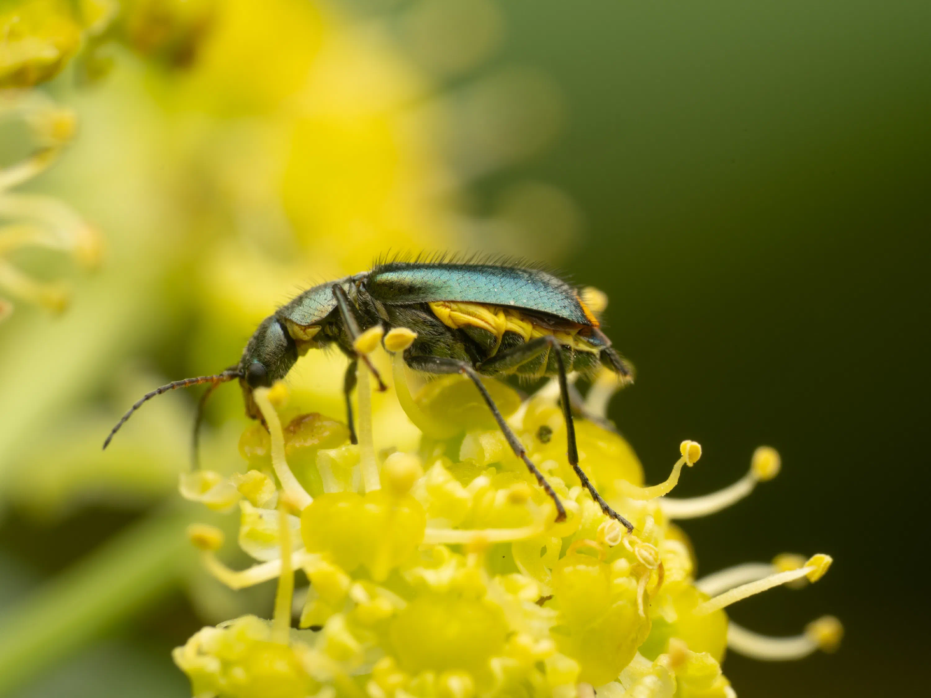 Clanoptilus elegans