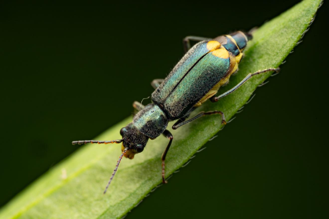 Gelbstirniger Warzenkäfer – No. 3