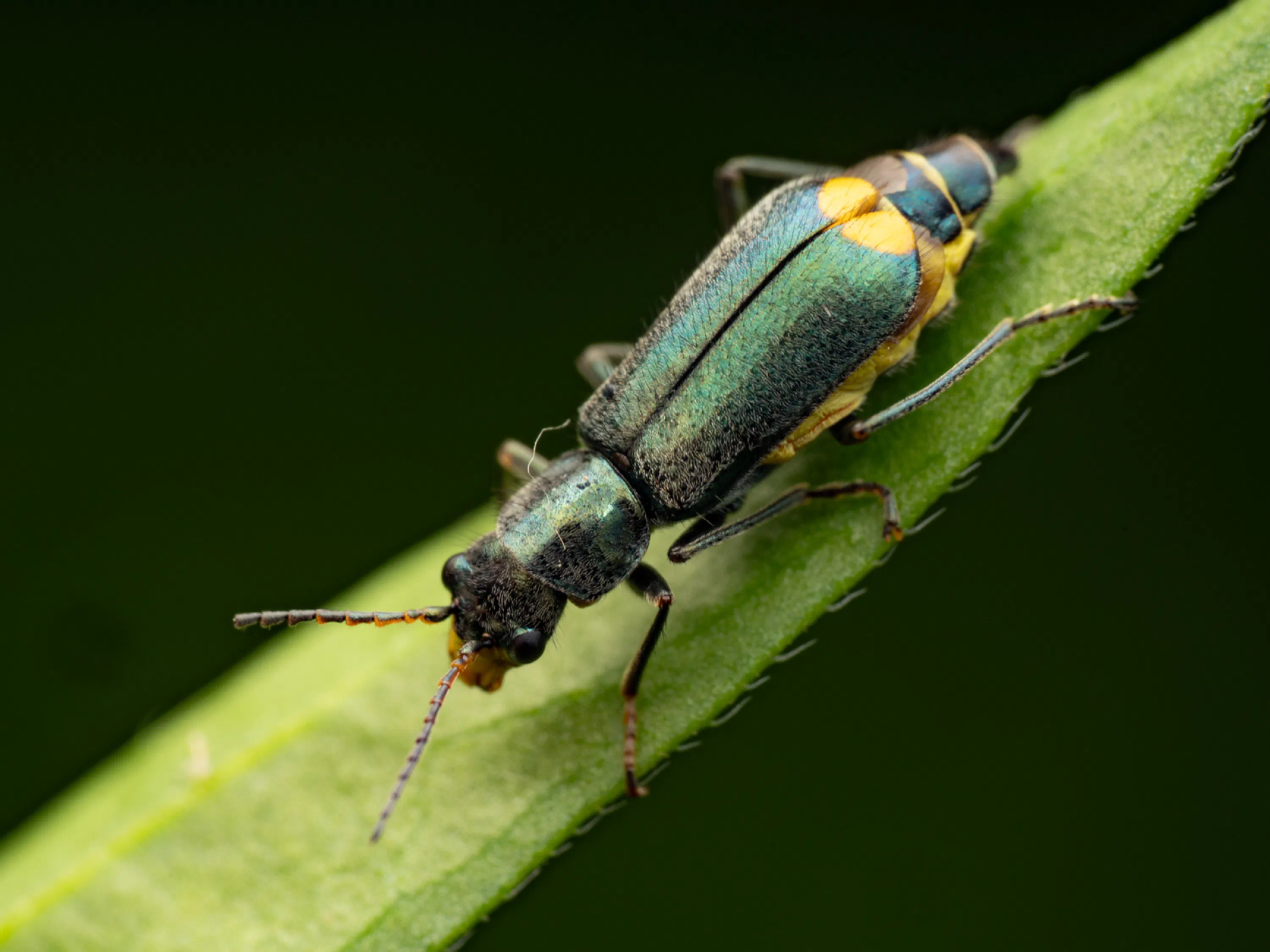 Clanoptilus elegans