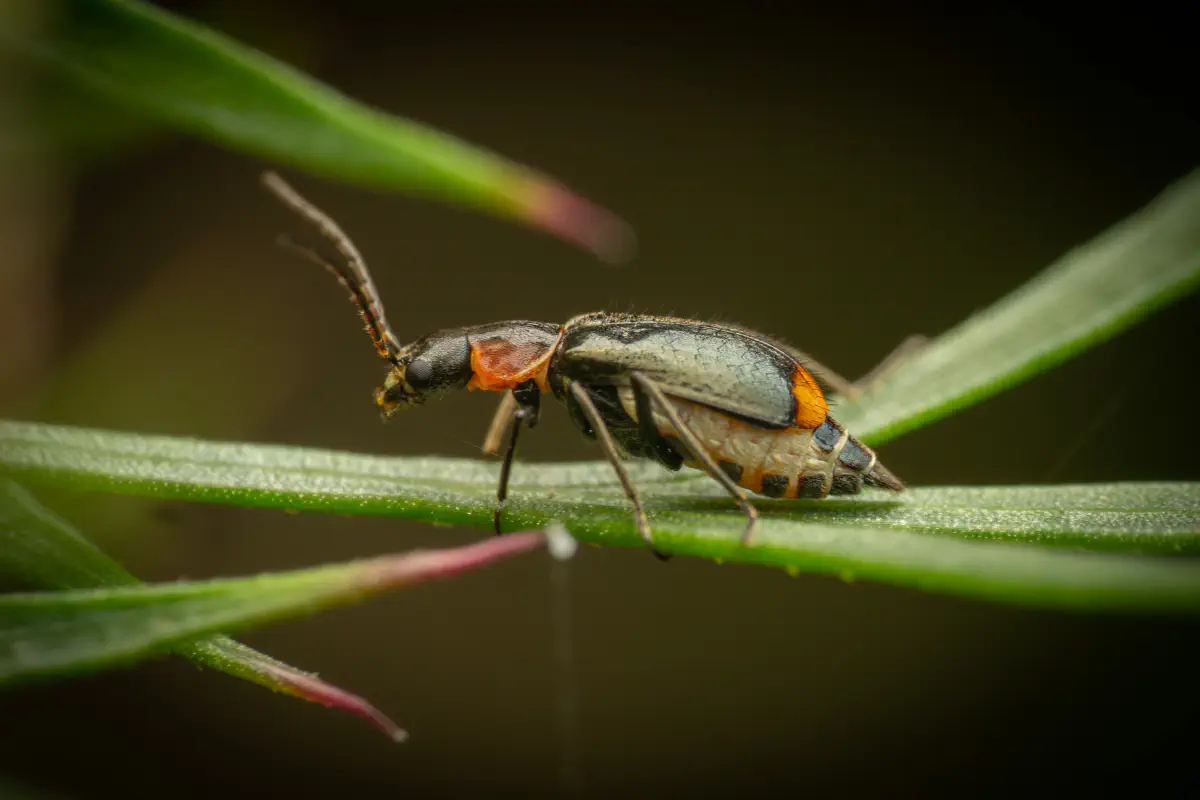Axinotarsus pulicarius – No. 1