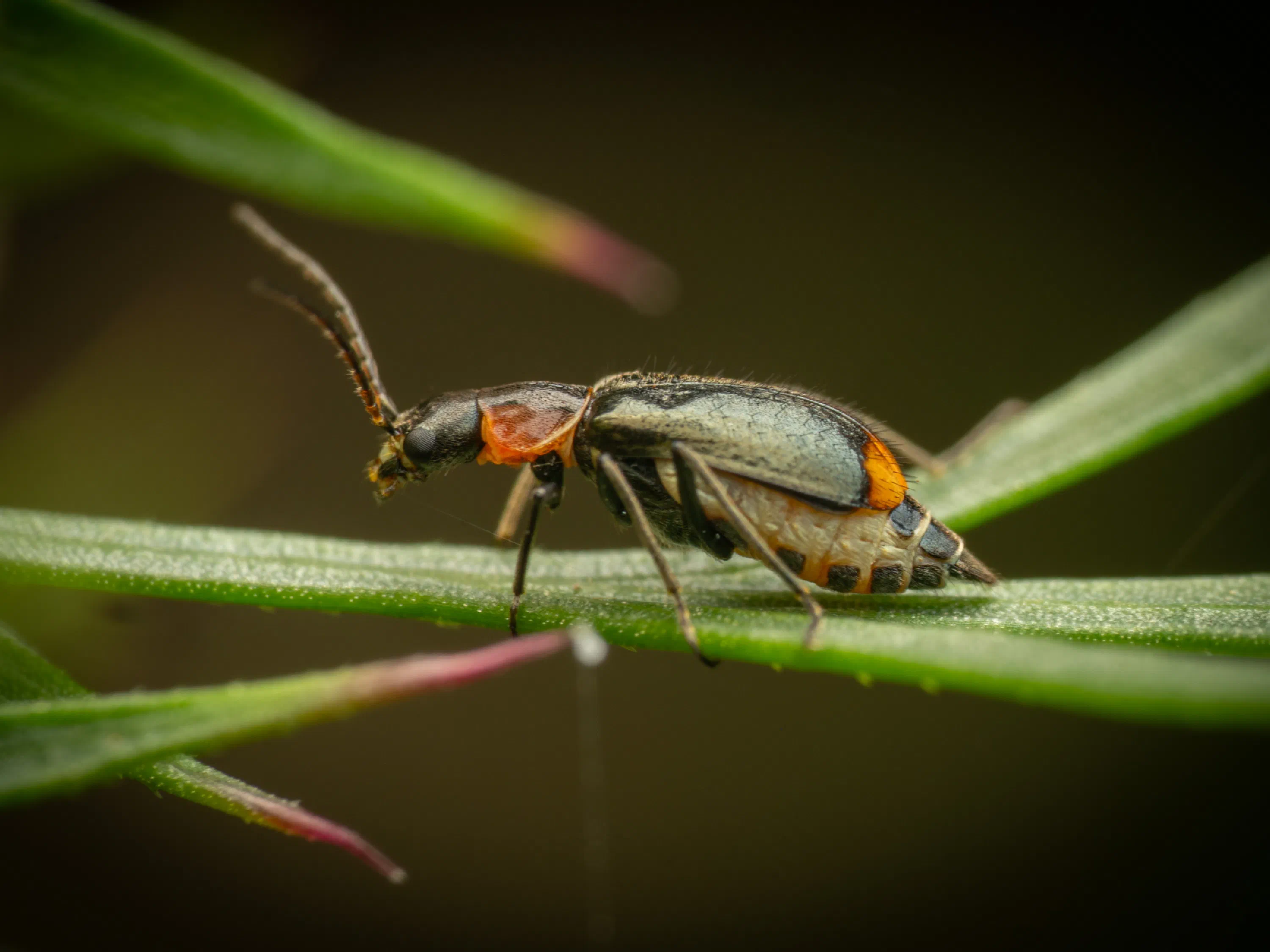 Axinotarsus pulicarius