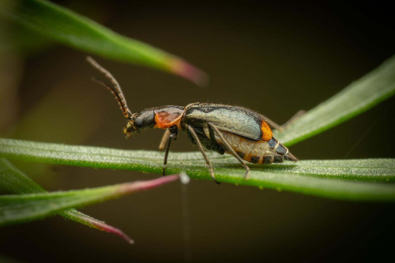 Axinotarsus pulicarius – No. 1