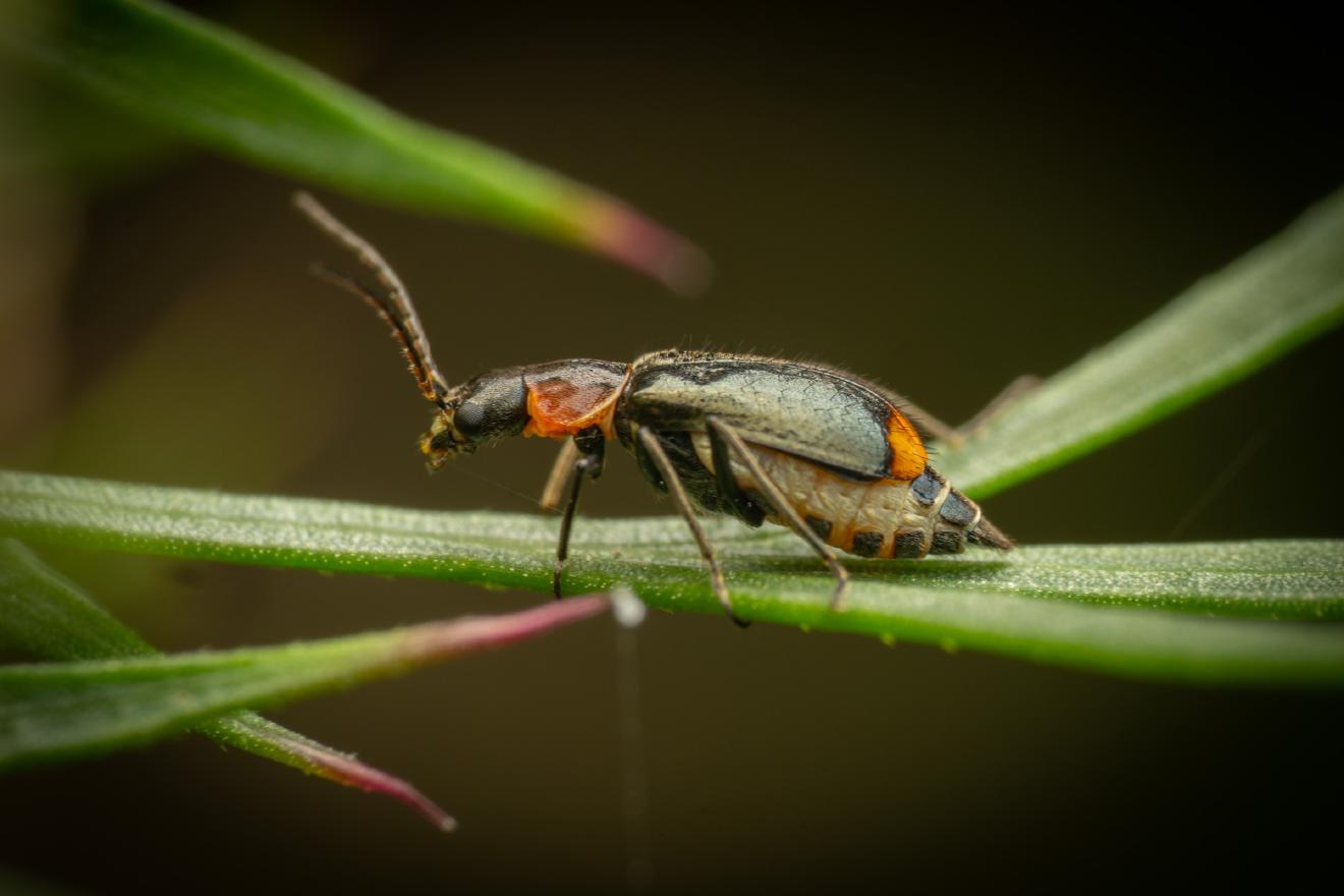 Axinotarsus pulicarius – No. 1