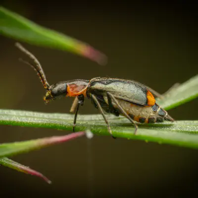 Axinotarsus pulicarius