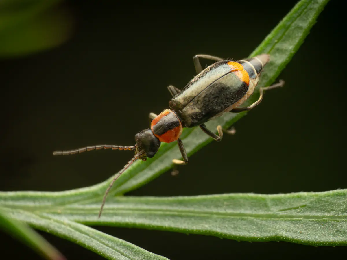 Axinotarsus pulicarius