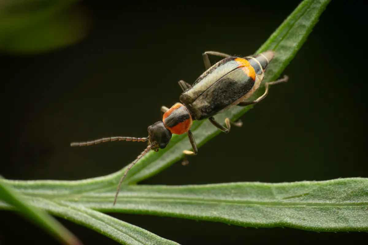 Axinotarsus pulicarius – No. 2