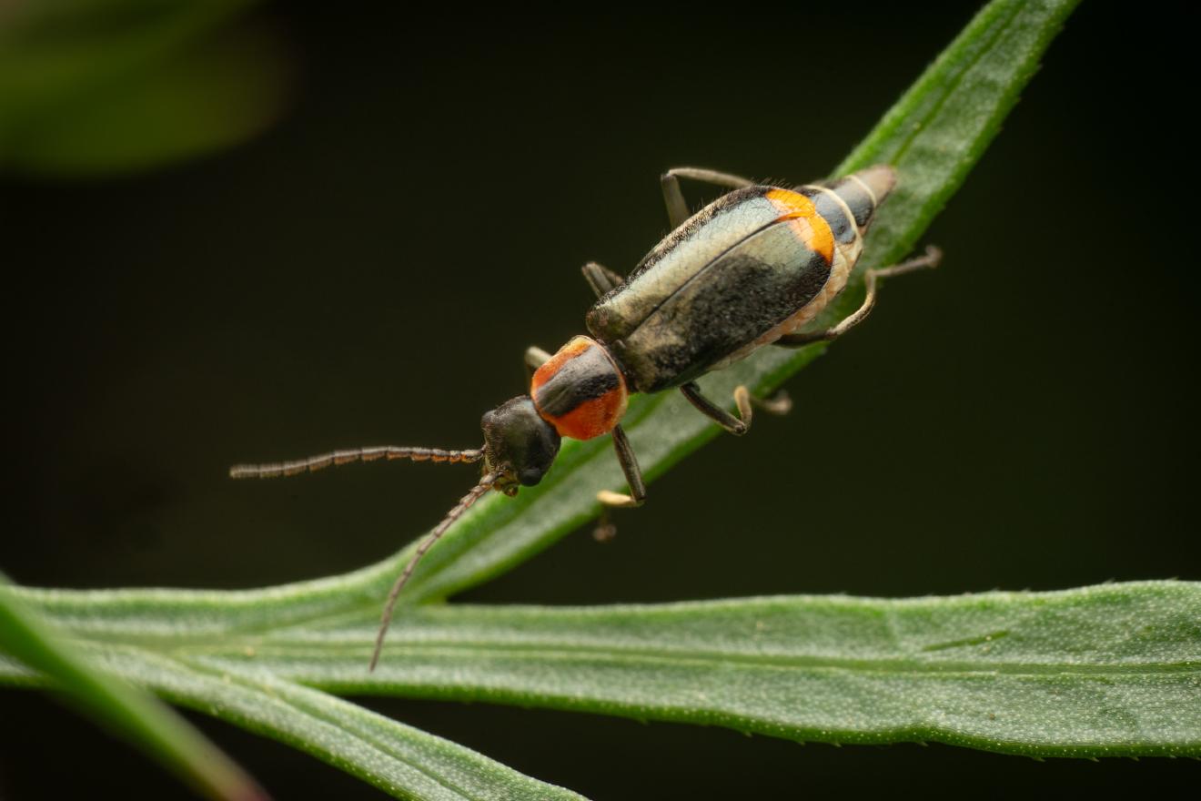 Axinotarsus pulicarius – No. 2