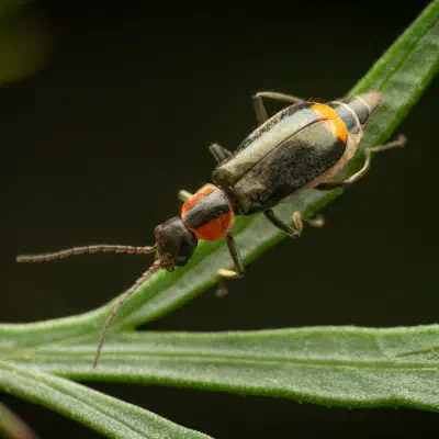 Axinotarsus pulicarius