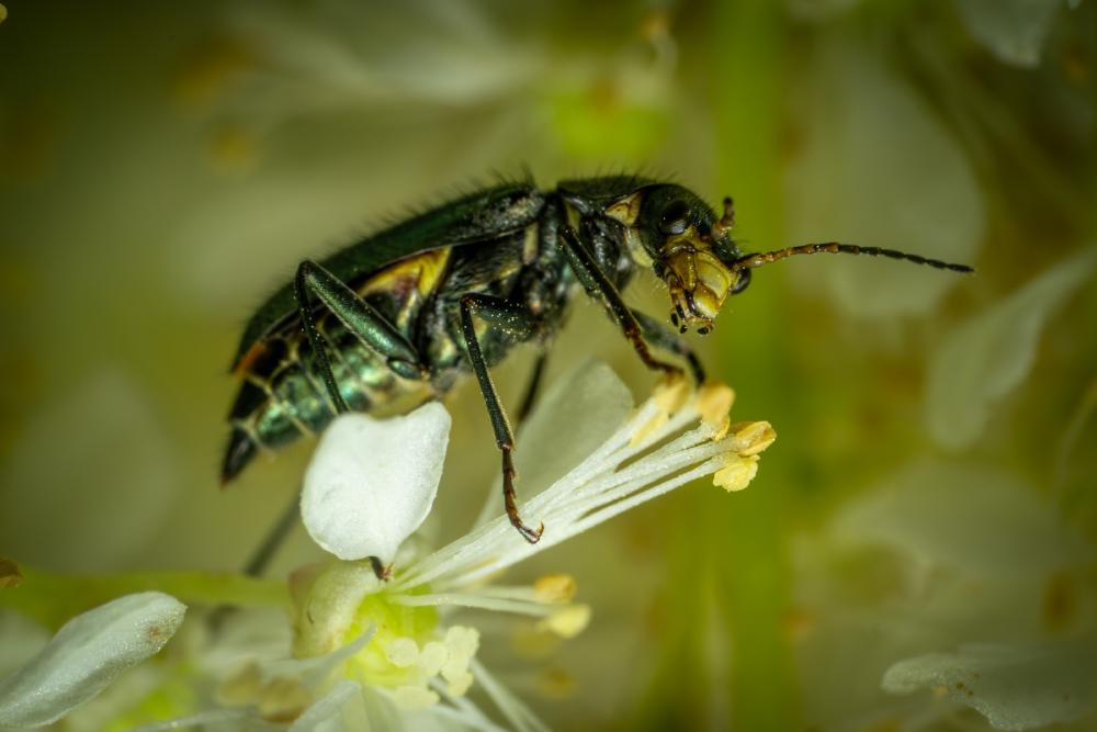March 27, 2024 – Issue No. 222
– Issue No. 222: “Malachite Beetles“ Malachite Beetles
