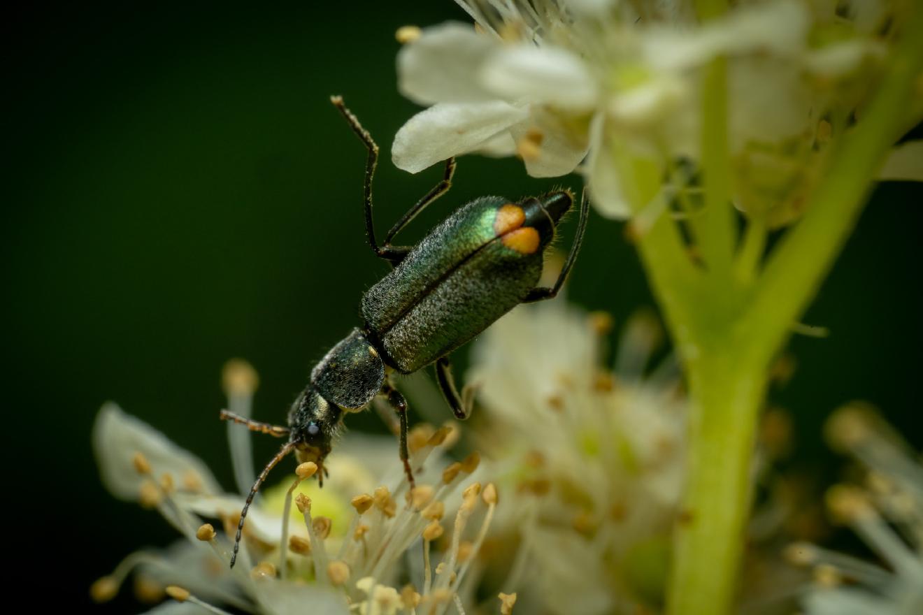 Common Malachite-beetle – No. 1