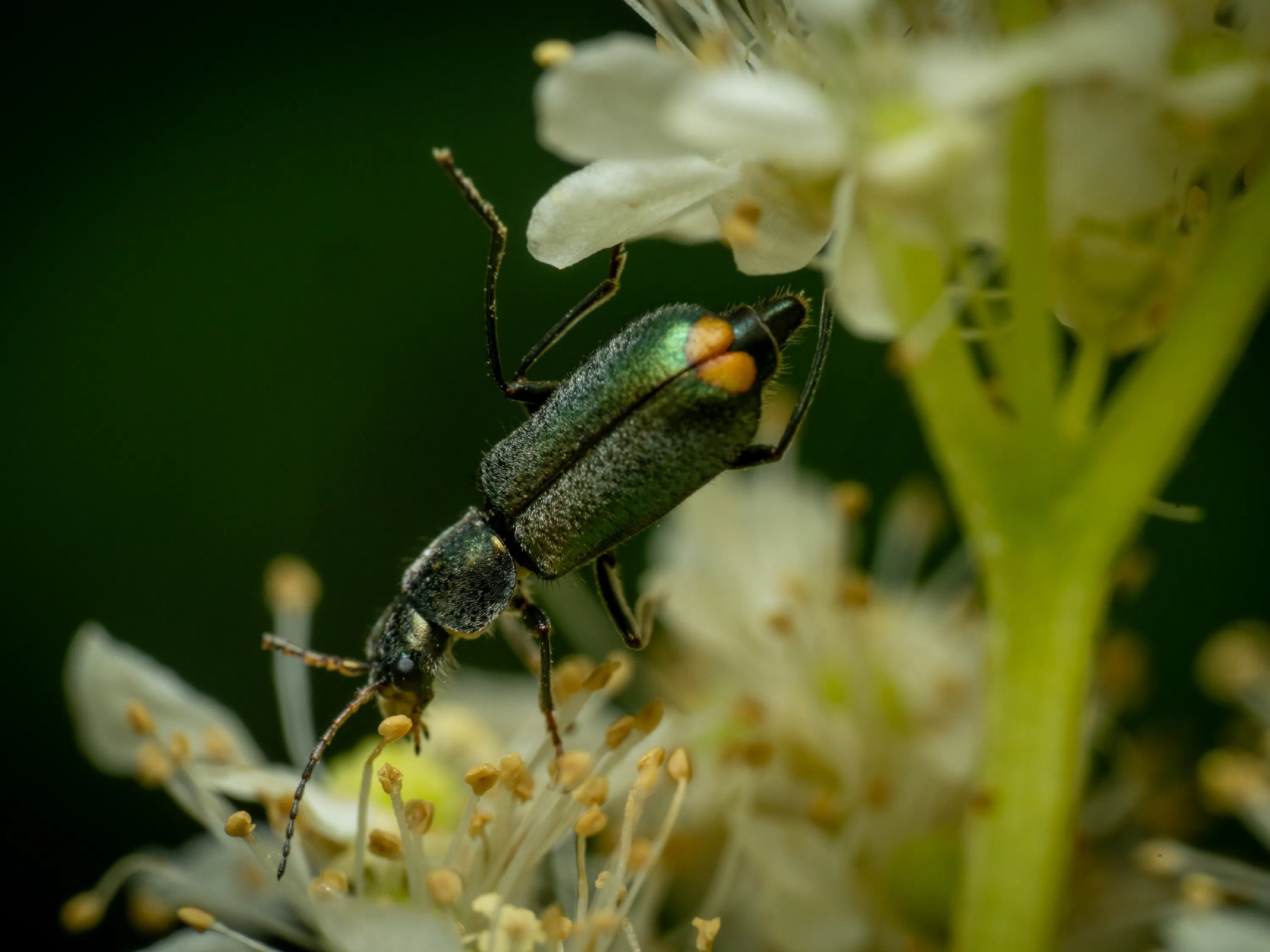 Malachius bipustulatus