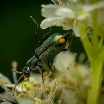Malachius bipustulatus