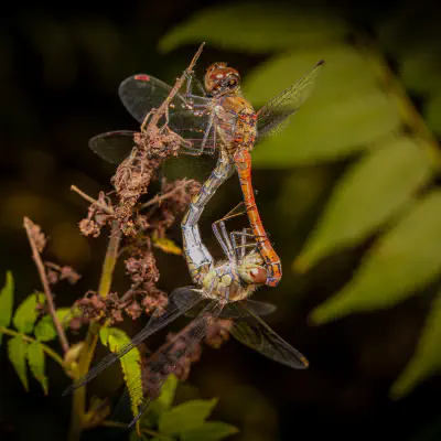 Dragonflies and Damselflies