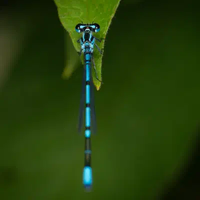 Dragonflies and Damselflies