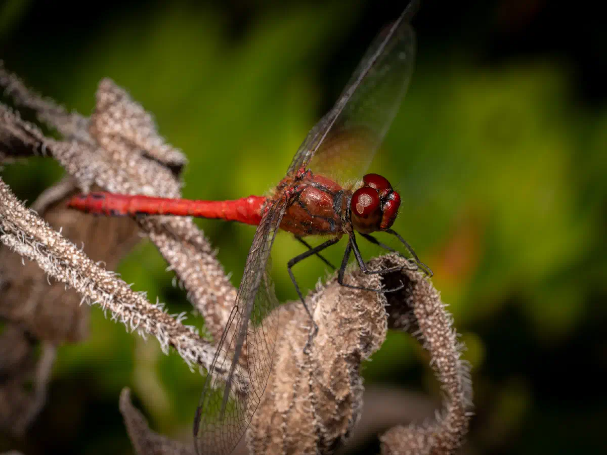 Ruddy Darter