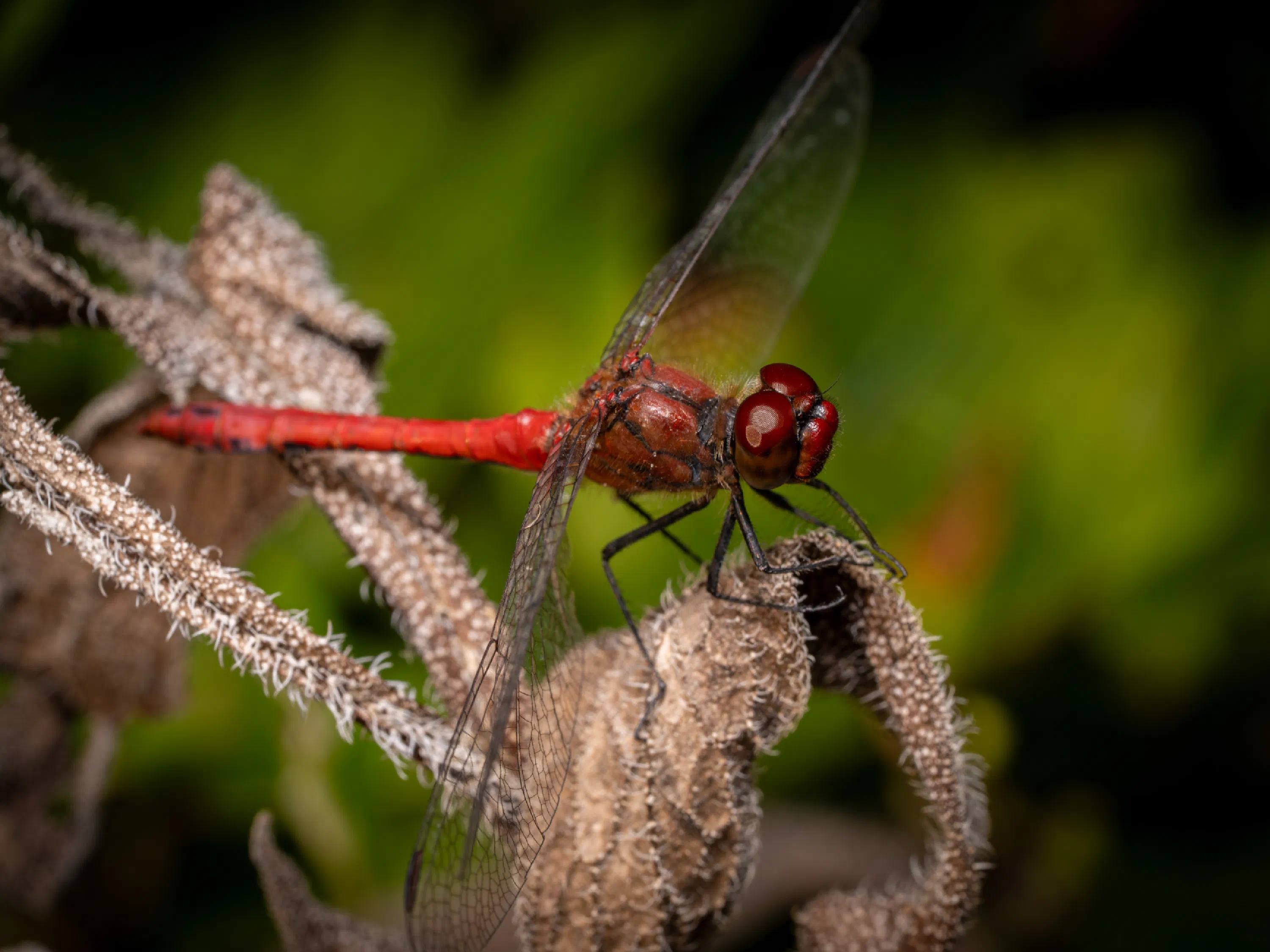 Libélula flecha roja
