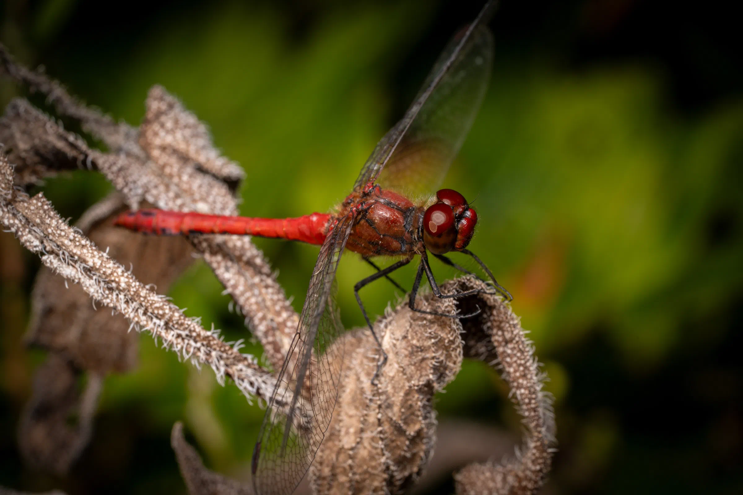 Blutrote Heidelibelle