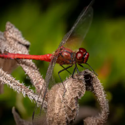 Blutrote Heidelibelle