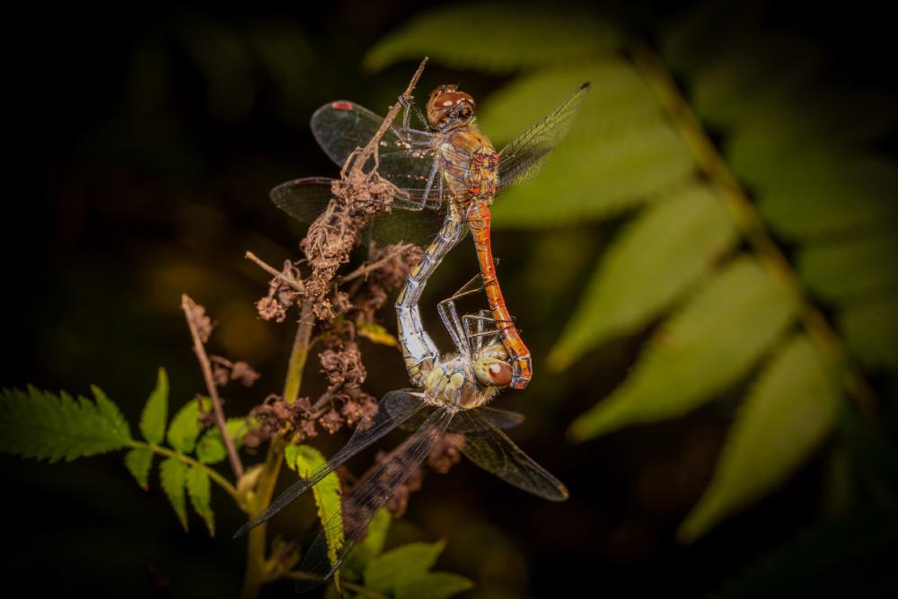August 5, 2024 – Issue No. 353
– Issue No. 353: “Common Darter“ Common Darter