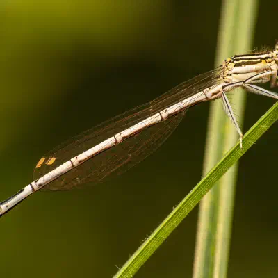 Pennipatte bleuâtre