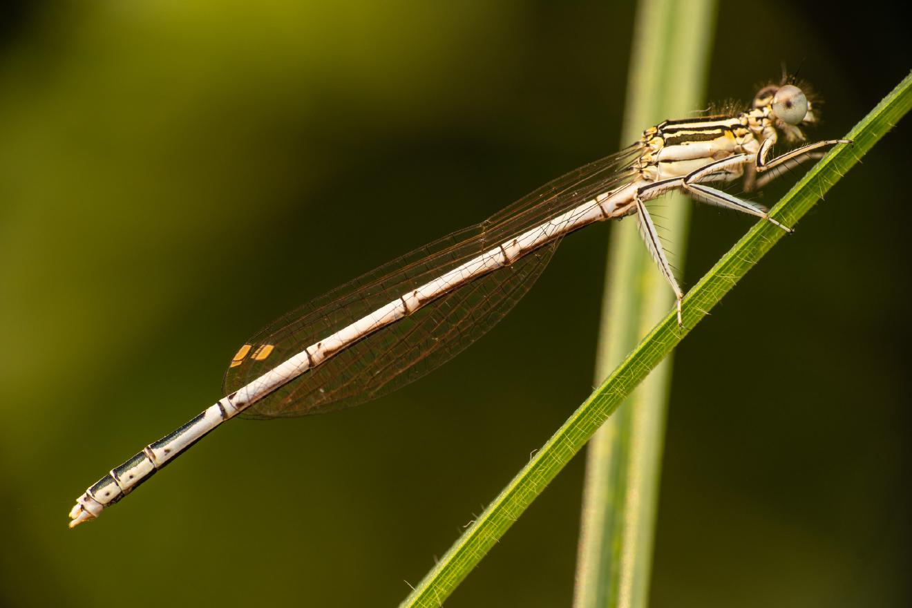 White-legged Damselfly – No. 1