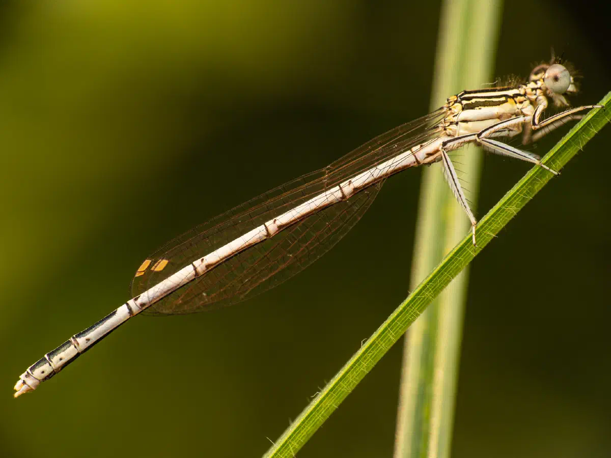 Pennipatte bleuâtre