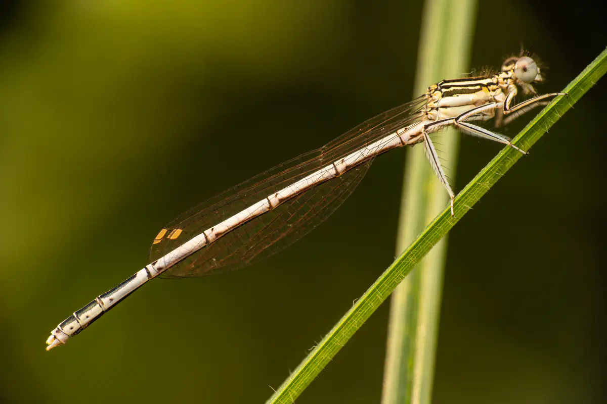 White-legged Damselfly – No. 1