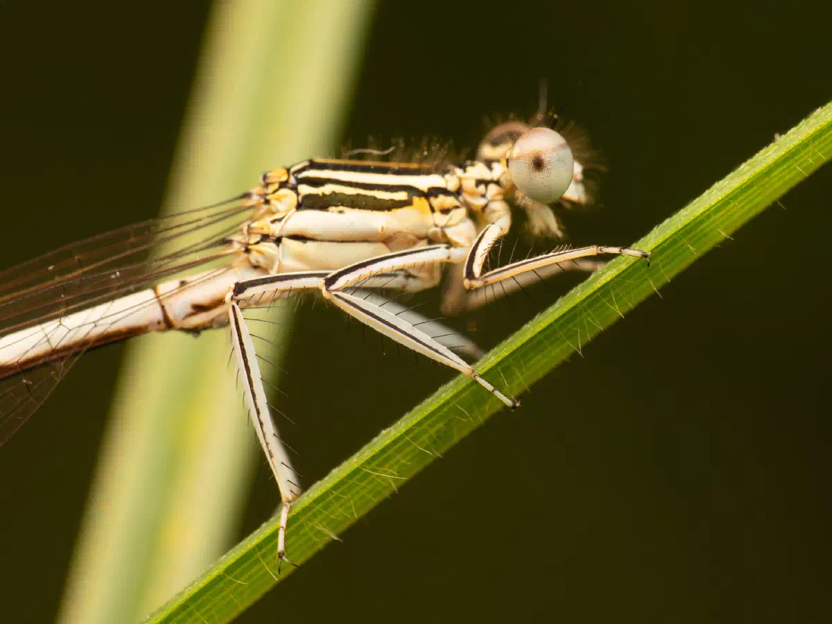 Pennipatte bleuâtre