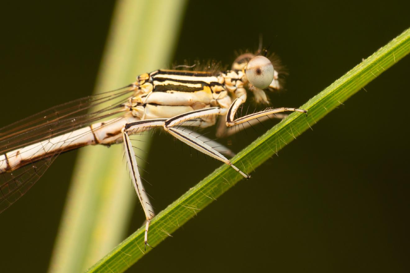 White-legged Damselfly – No. 2