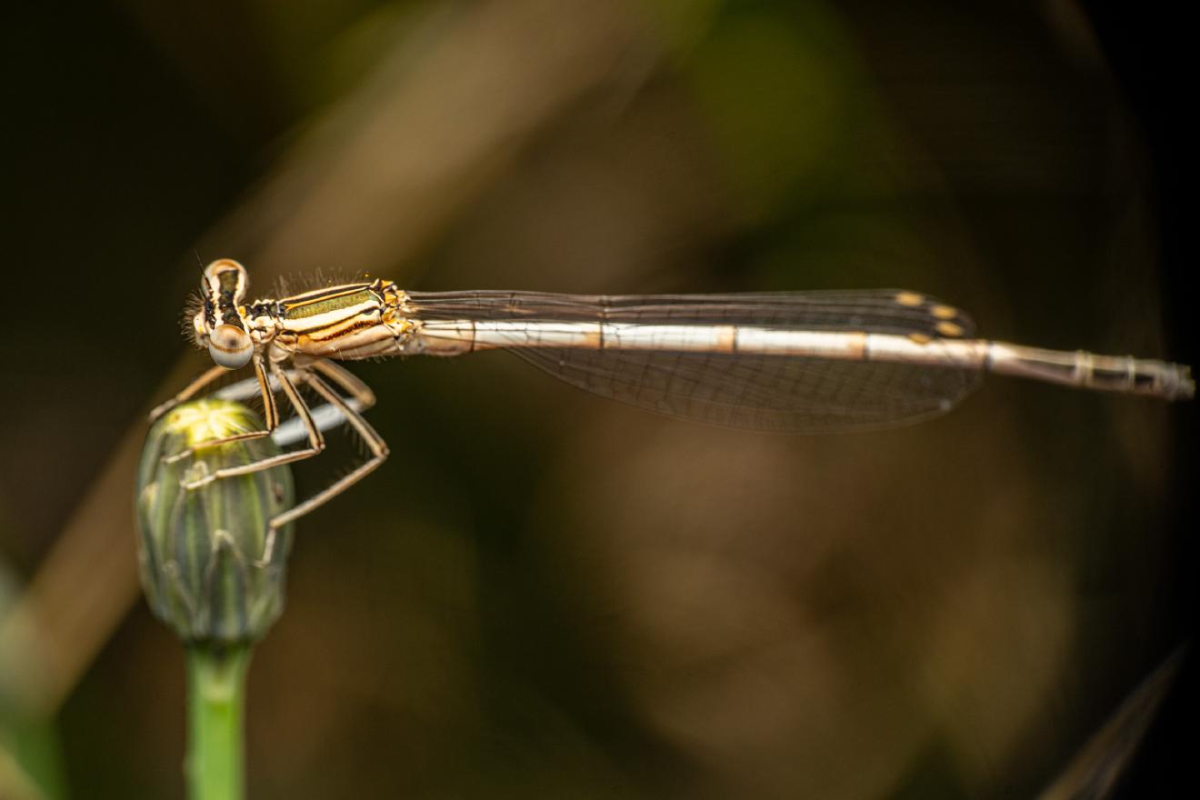 White-legged Damselfly – No. 3