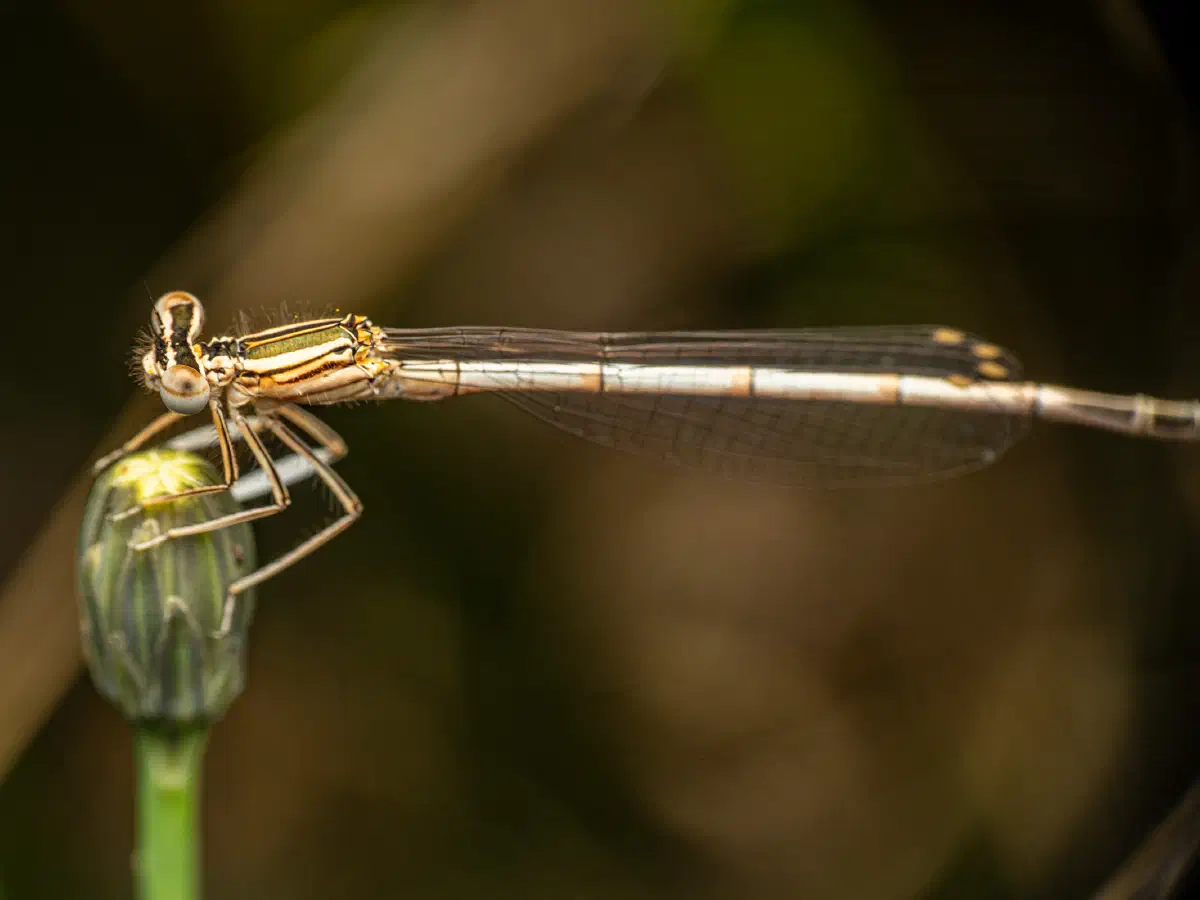 Pennipatte bleuâtre