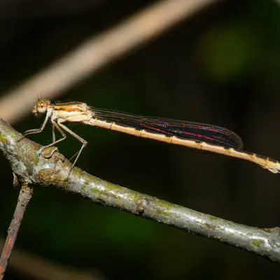 Common Winter Damselfly
