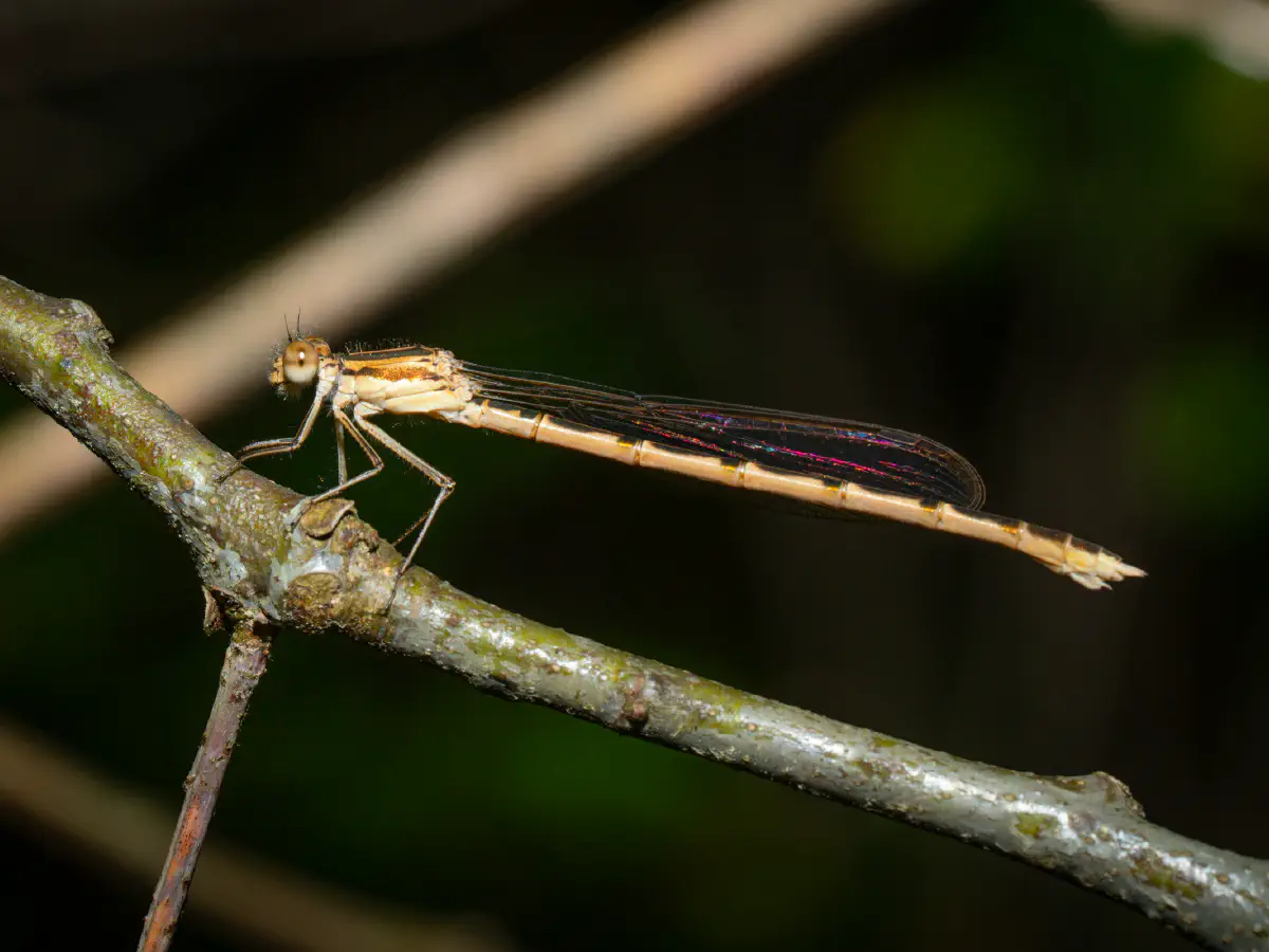 Common Winter Damselfly