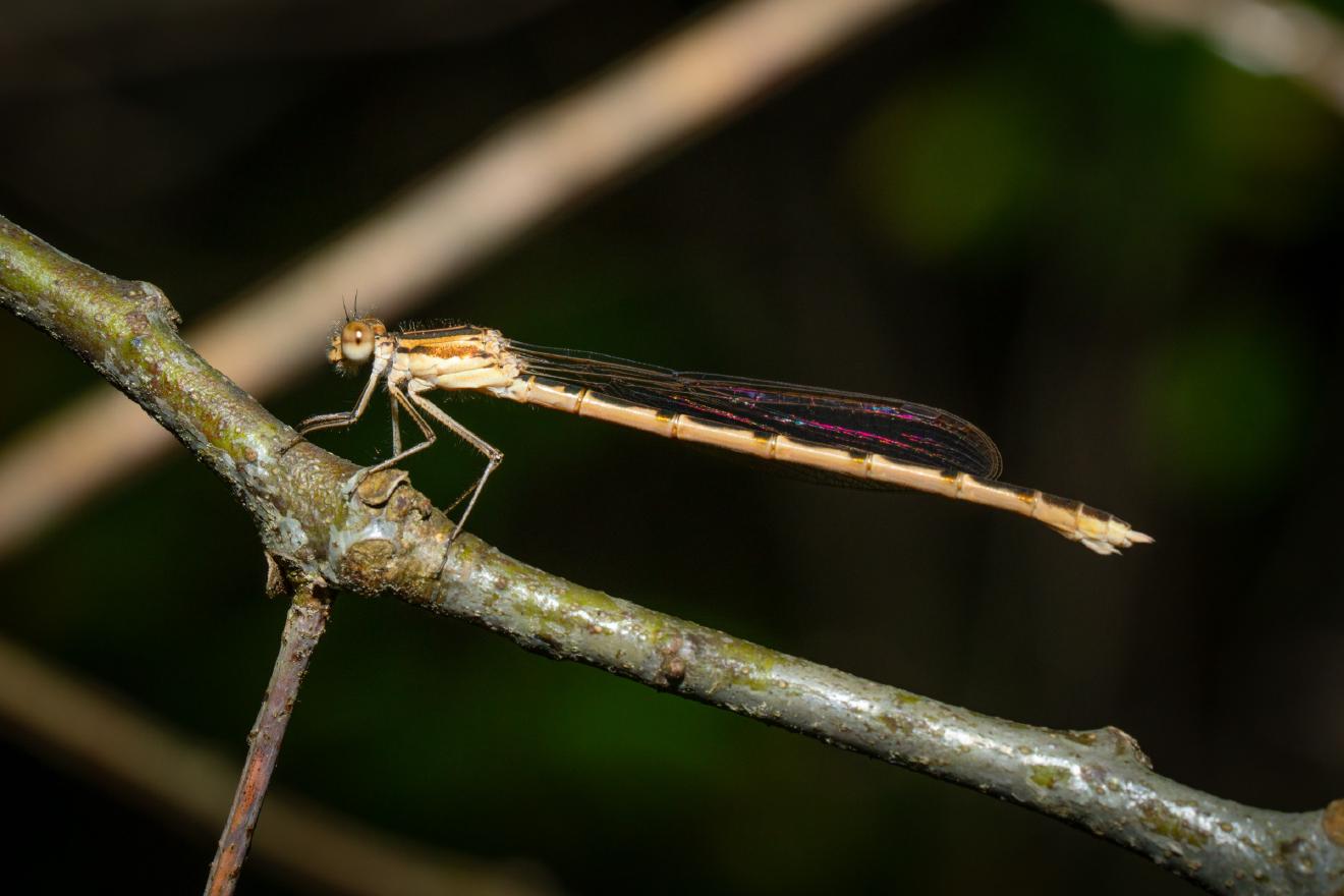 Common Winter Damselfly – No. 1
