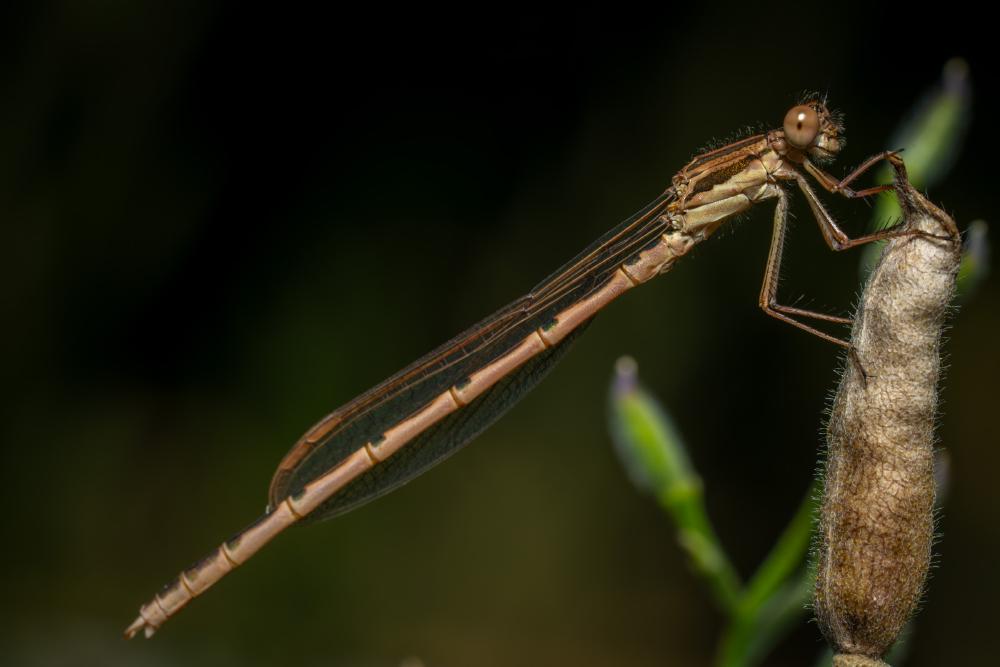 February 10, 2024 – Issue No. 176
– Issue No. 176: “Common Winter Damselfly“ Common Winter Damselfly
