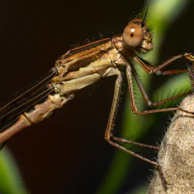 Gemeine Winterlibelle