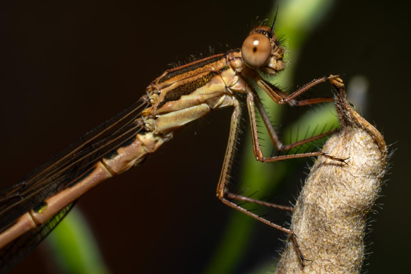 Common Winter Damselfly – No. 3