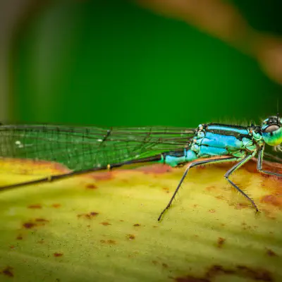 Narrow-winged Damselflies