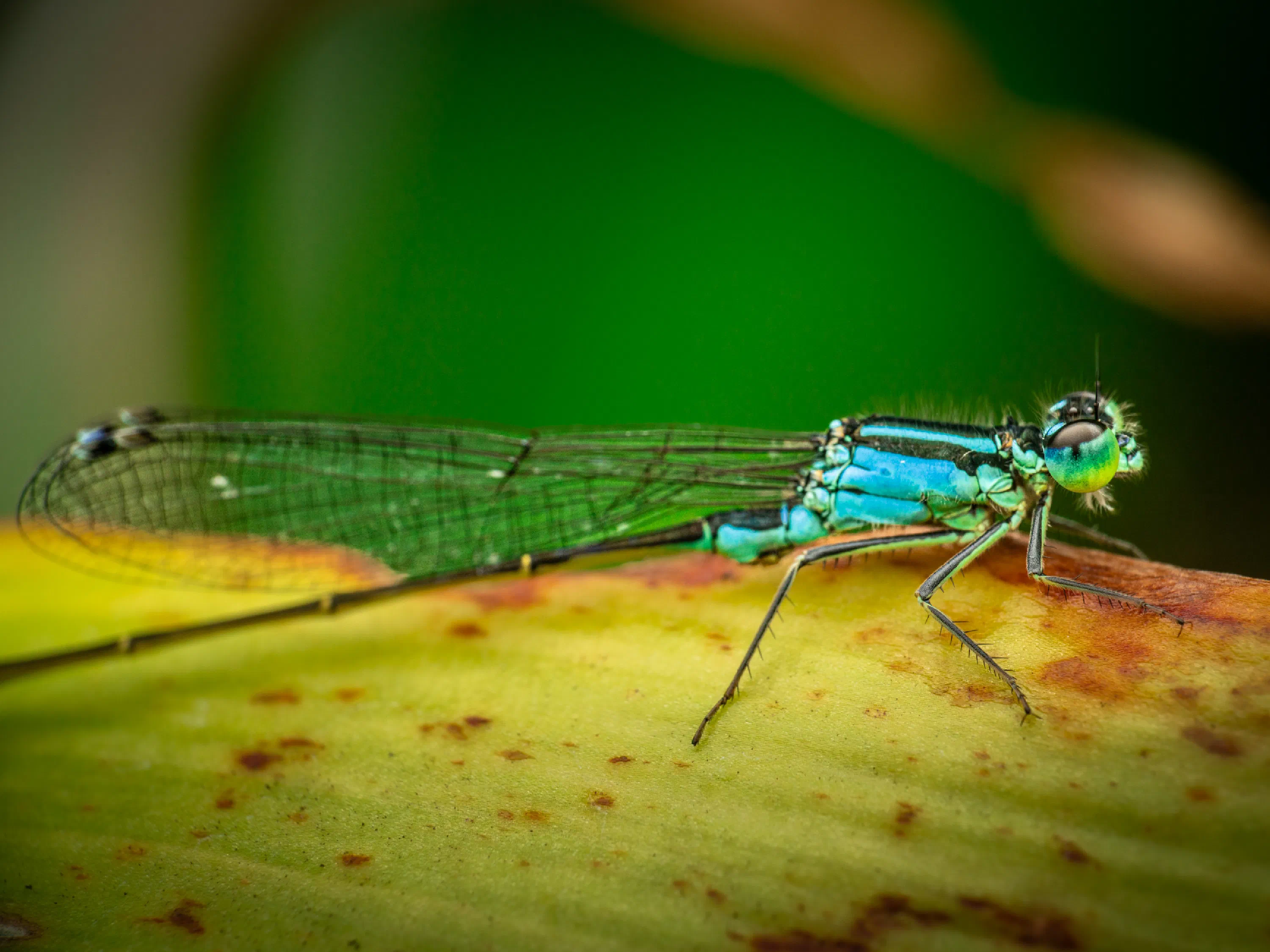 Coletilla Azul