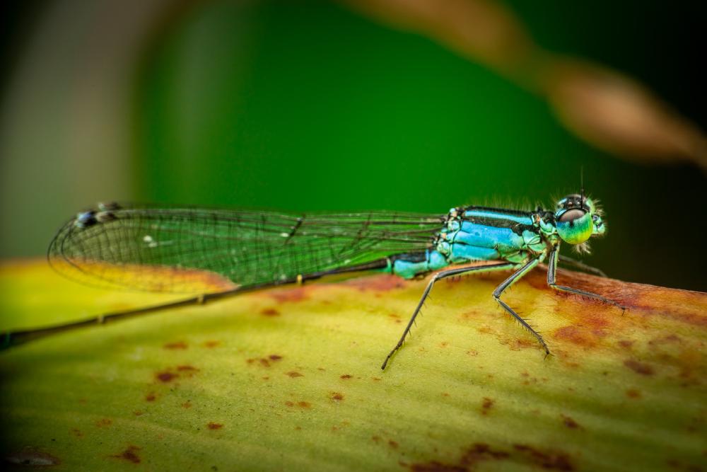 April 3, 2024 – Issue No. 229
– Issue No. 229: “Blue-tailed Damselfly“ Blue-tailed Damselfly