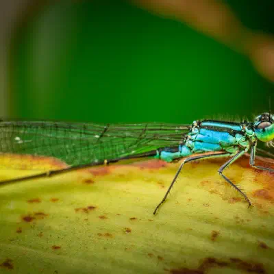 Blue-tailed Damselfly