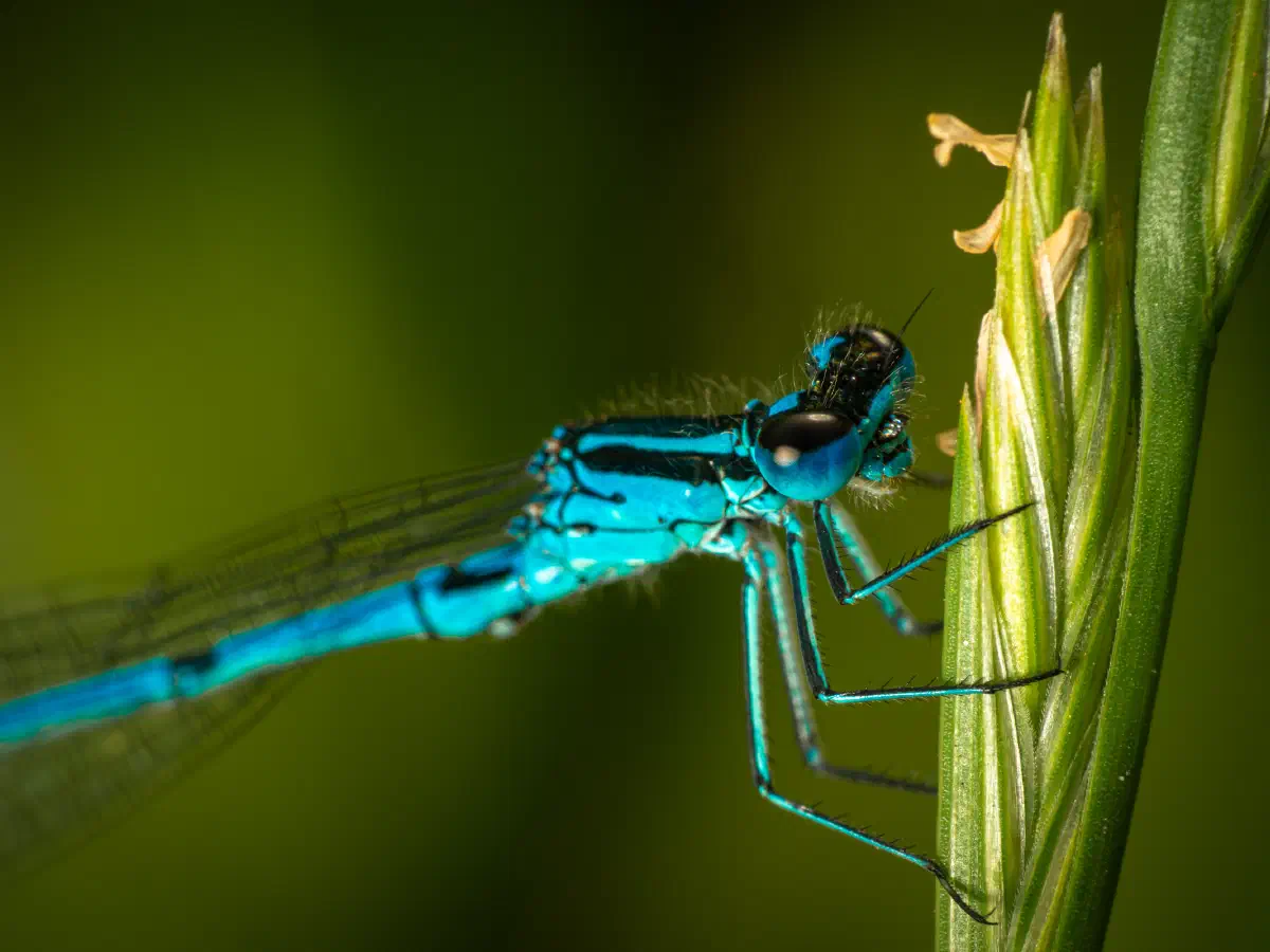 Agrion de Mercure