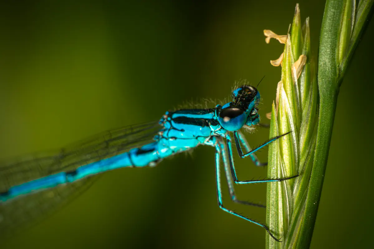 Southern Damselfly
