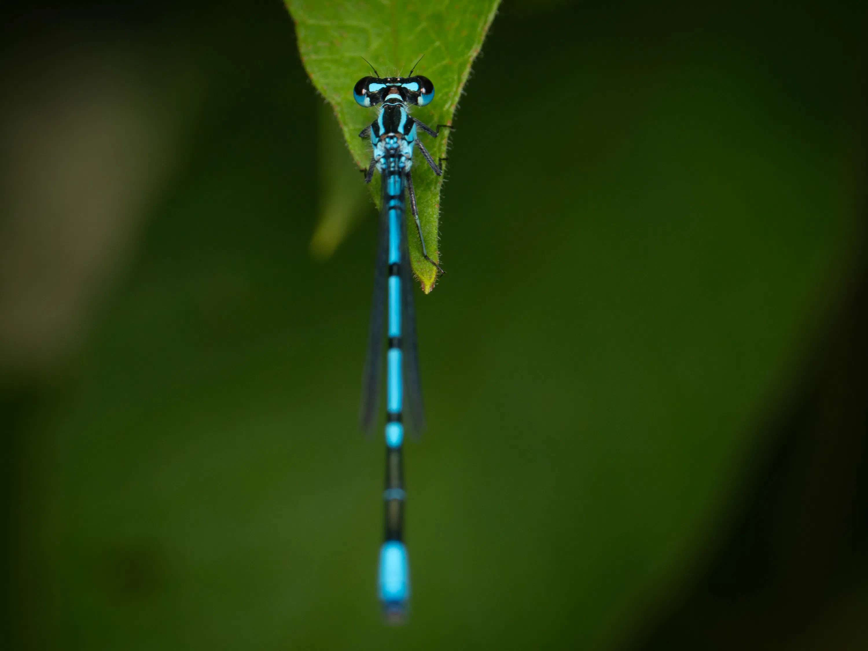 Azure Damselfly