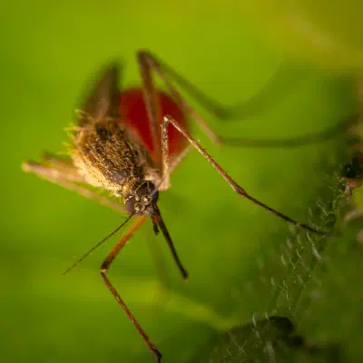 Nematocera